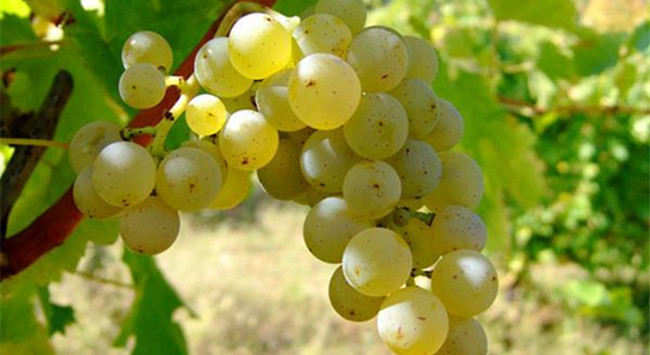 長(zhǎng)相思_副本 長(zhǎng)相思_副本