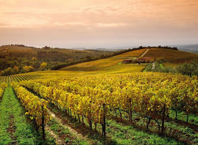 意大利布魯奈羅蒙希諾葡萄酒產區(qū)